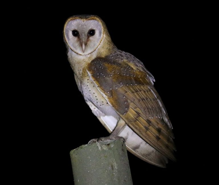 Eastern Barn Owl