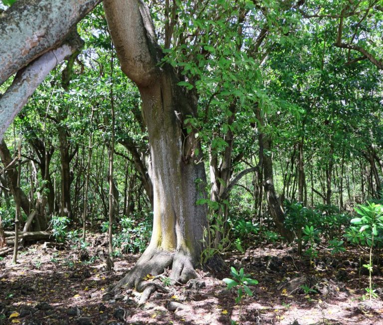 forest on Cousin Island