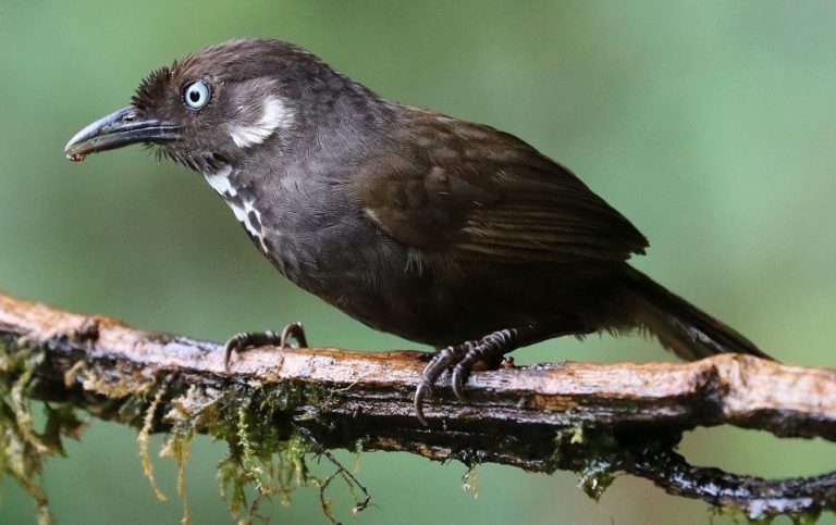 Nonggang Babbler in Guangxi