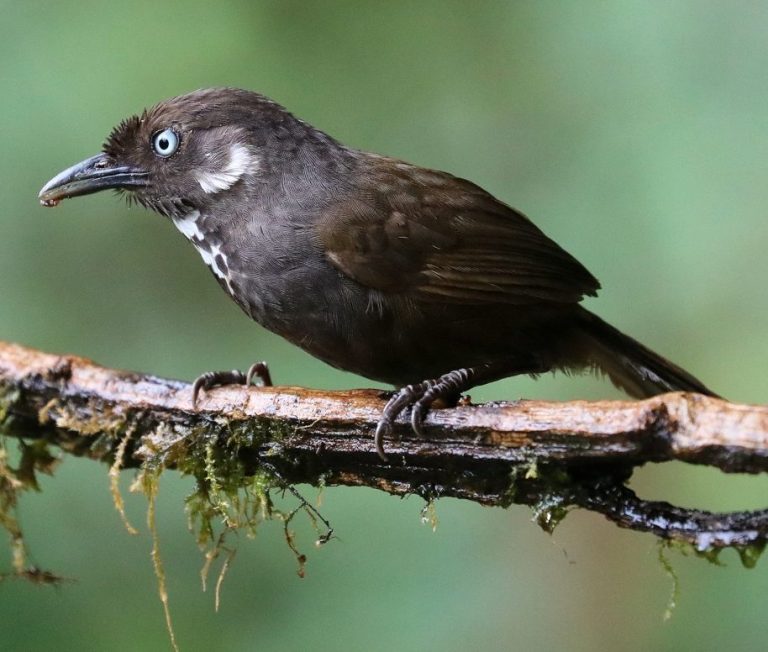 Nonggang Babbler