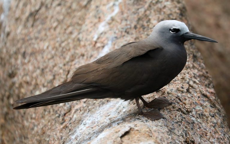 Lesser Noddy