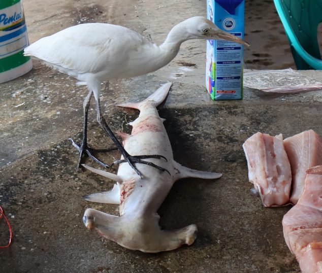 Western Cattle-Egret at the fish market