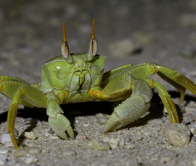 Horned Ghost Crab