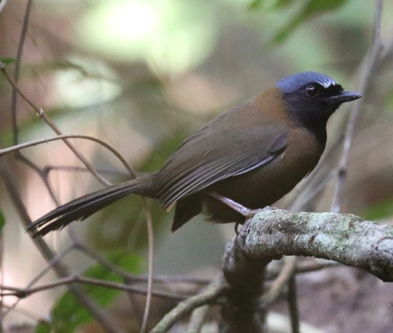 Black-throated Laughingthrush