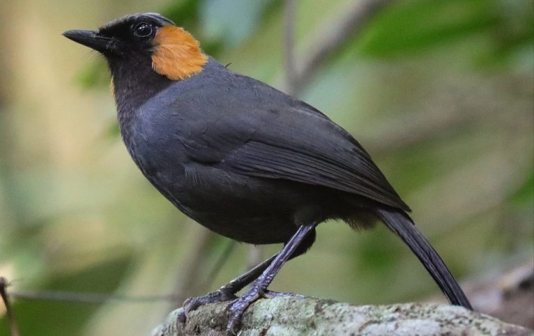 Rufous-cheeked Laughingthrush in Hainan