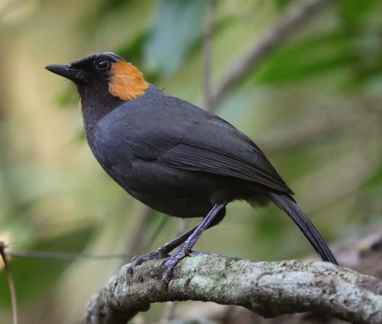 Rufous-cheeked Laughingthrush