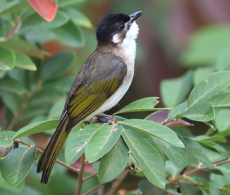 Light-vented Bulbul