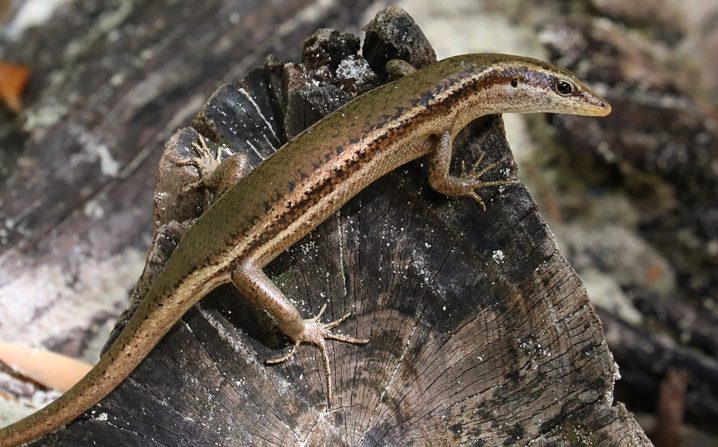 Seychelles Skink