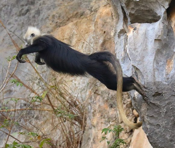 White-headed Langur