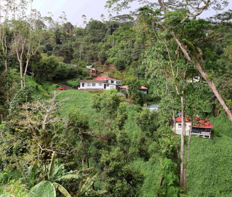 birding in the center of Mahé Island