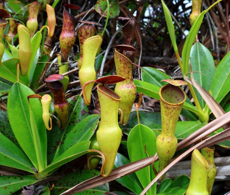 endemic pitcher plant