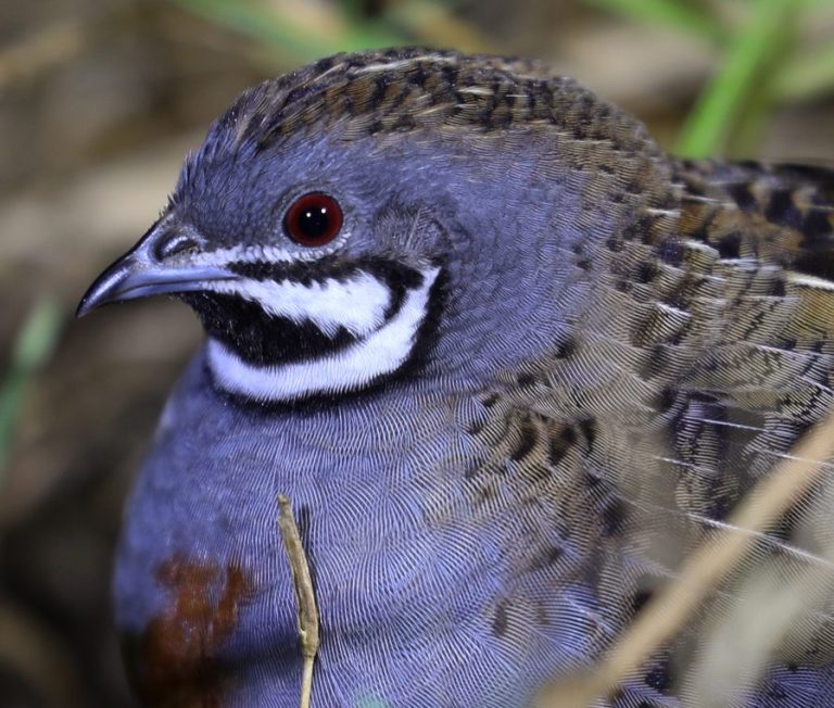 Blue-breasted Quail