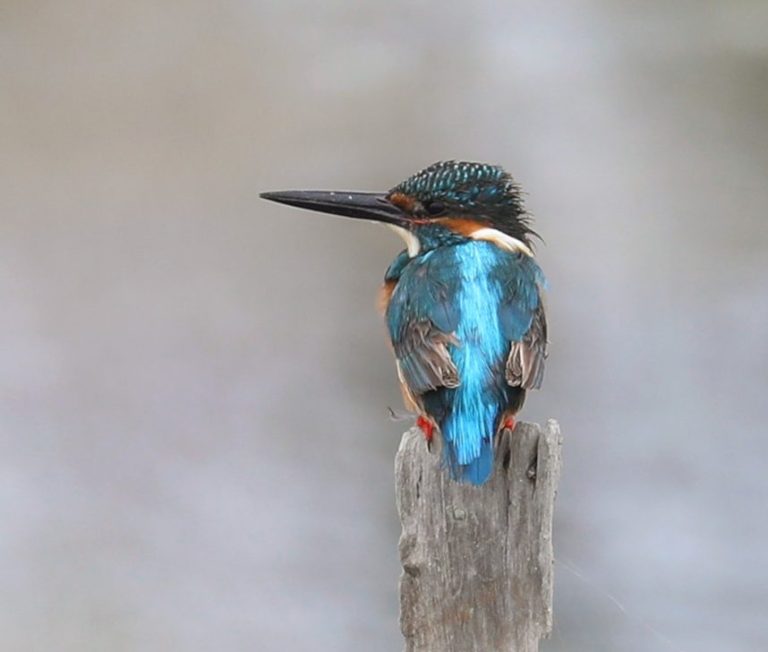 Common Kingfisher