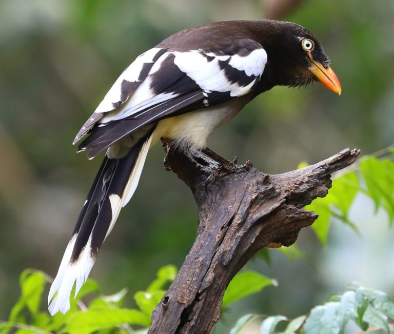 White-winged Magpie