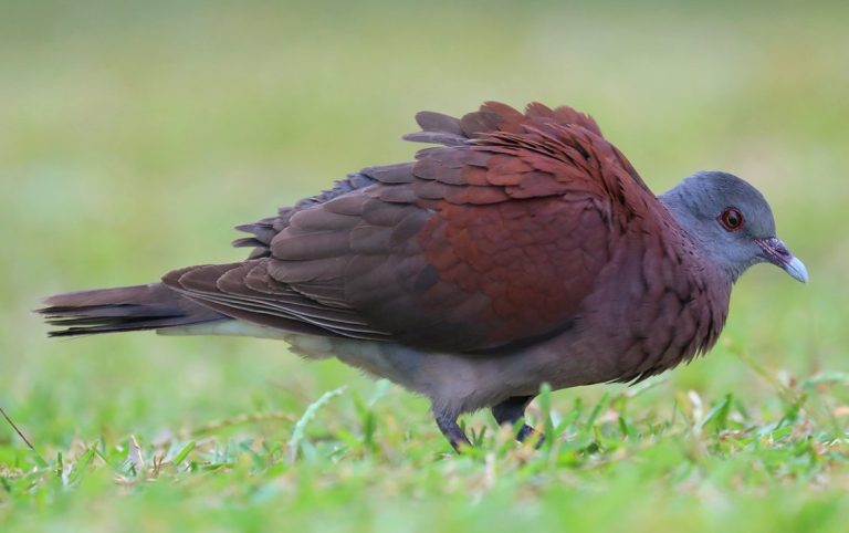 Malagasy Turtle-Dove