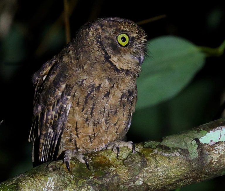 Seychelles Scops-Owl