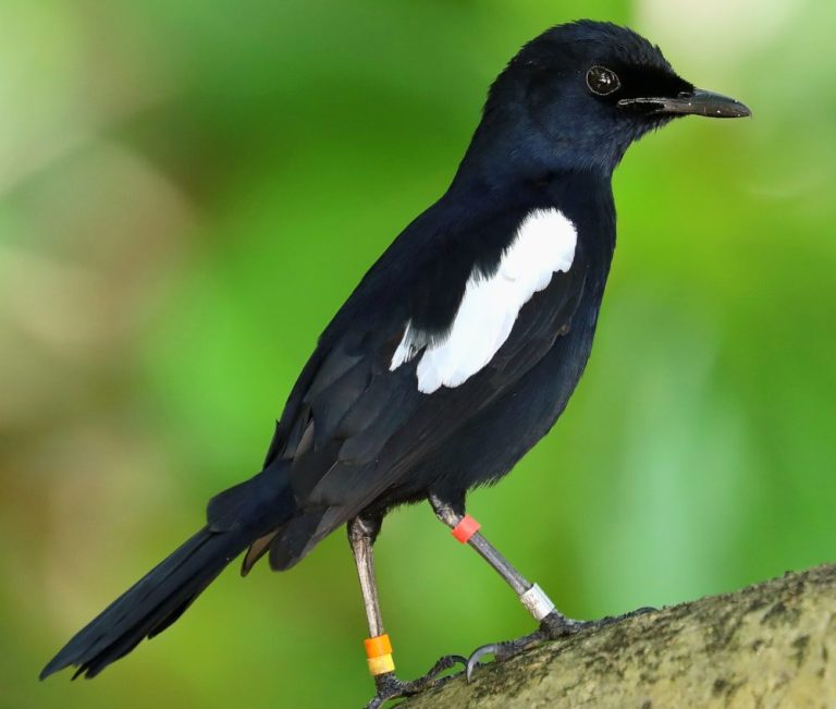 Seychelles Magpie-Robin