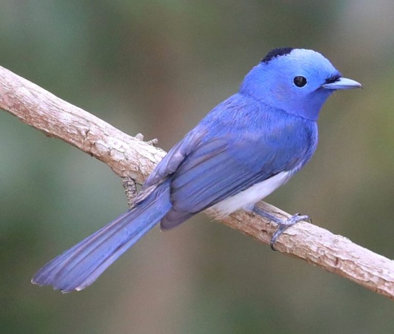 Black-naped Monarch