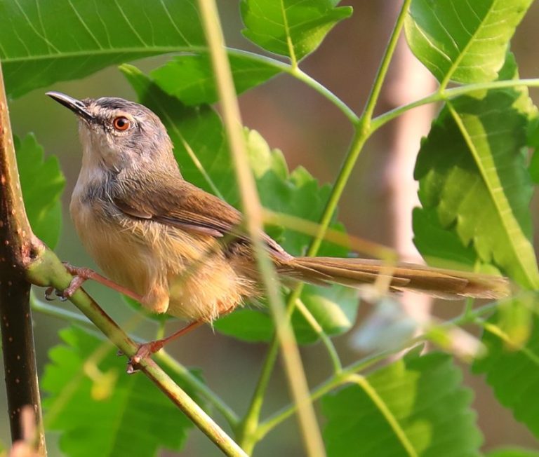 Yellow-bellied Prinia