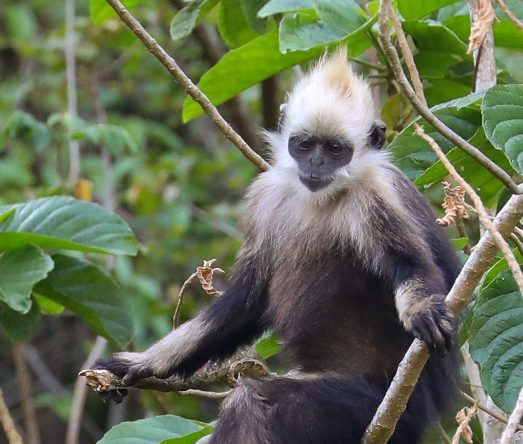 White-headed Langur