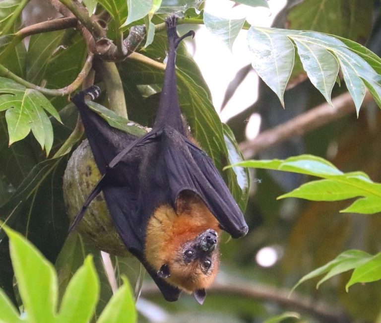 Seychelles Fruit Bat