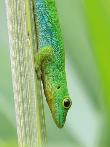 La Digue Day Gecko