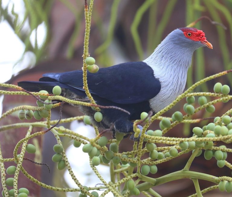 Seychelles Blue-Pigeon