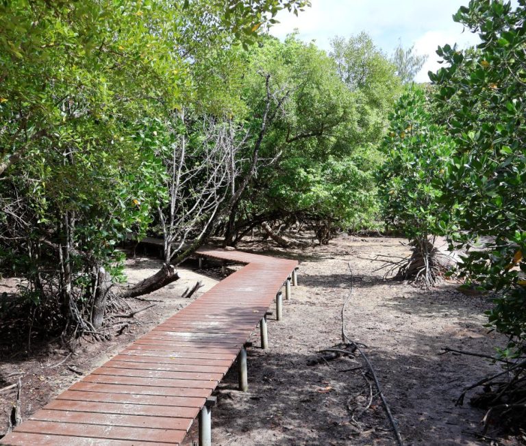 boardwalk in the mangroves