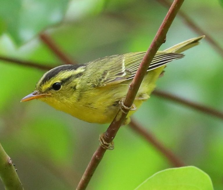 Limestone Leaf Warbler