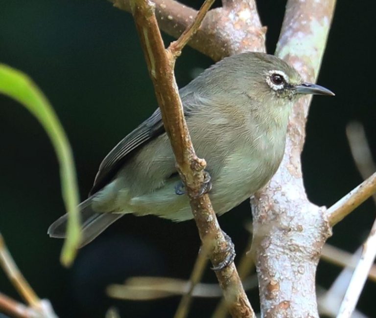 Seychelles White-Eye