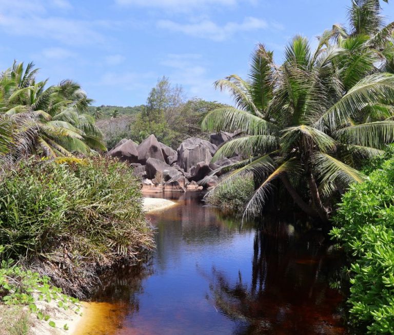 wetland at Petite Anse