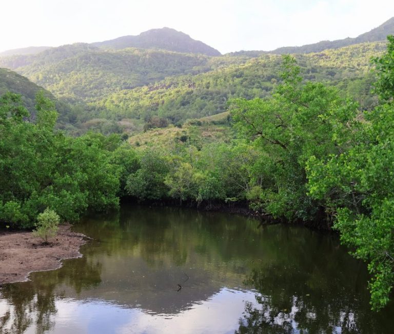 mangroves at Port Launey