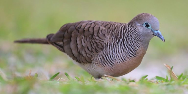 Zebra Dove