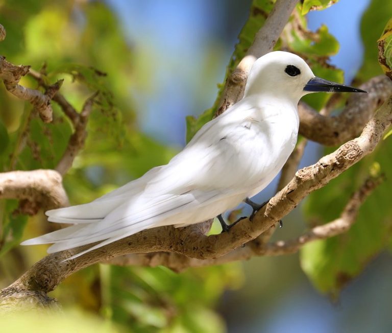 White Tern