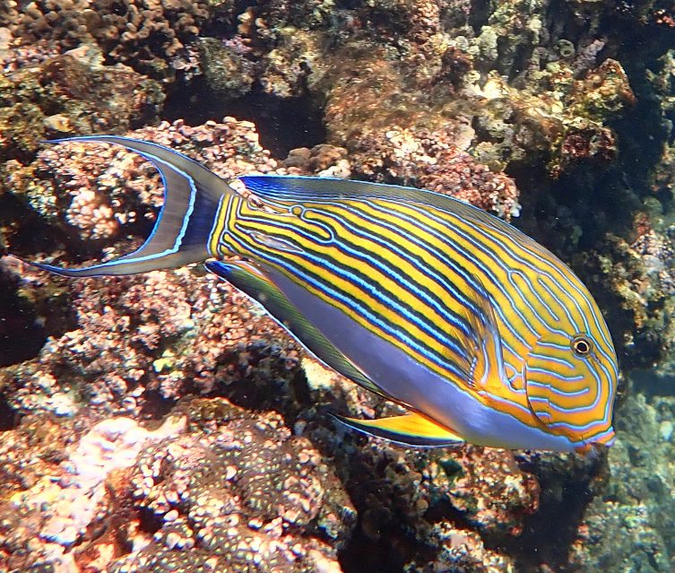 Striped Surgeonfish