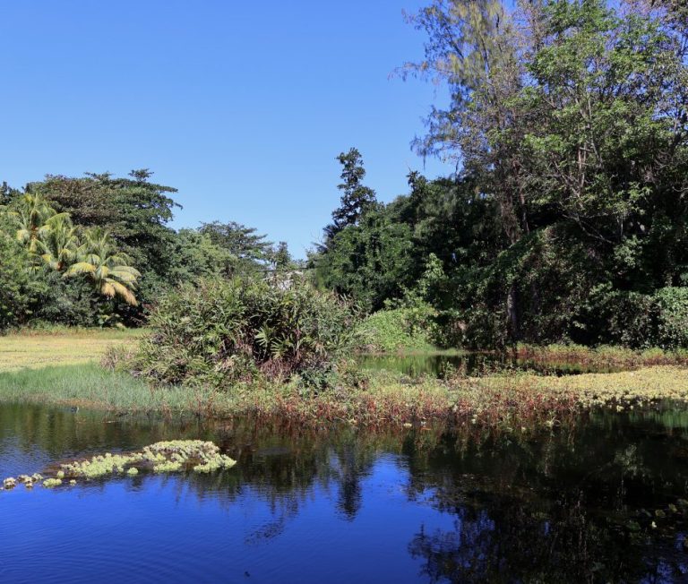 wetland habitat on Mahé Island