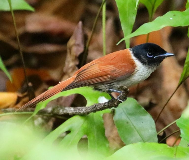 female Seychelles Paradise-Flycatcher